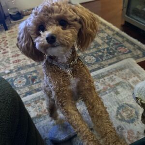 Meet your Posher, Bella